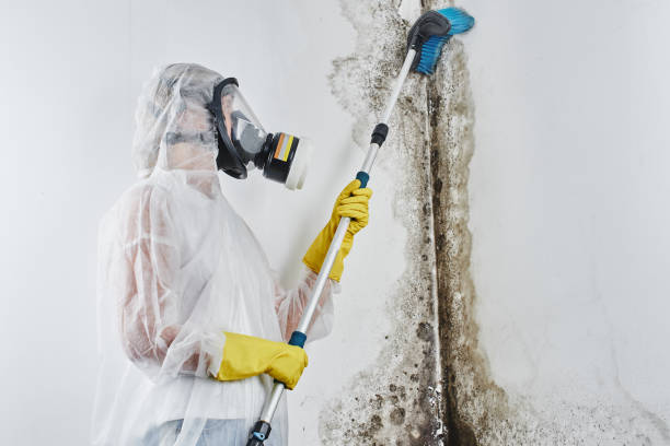 Best Mold Testing and Inspection Services in Middlebranch, OH