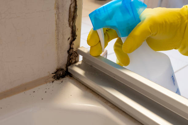 Best Commercial Mold Remediation in Middlebranch, OH