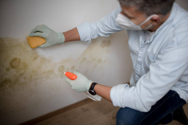 Best Health and Safety Mold Remediation in Middlebranch, OH