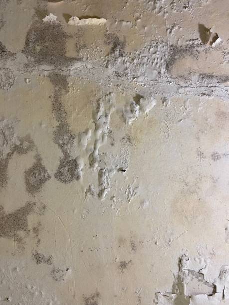 Best White Mold Remediation in Middlebranch, OH