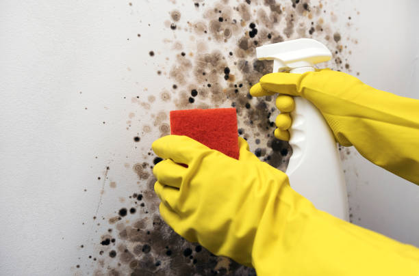 Best Kitchen Mold Remediation in Middlebranch, OH