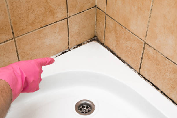 Best Crawl Space Mold Remediation in Middlebranch, OH