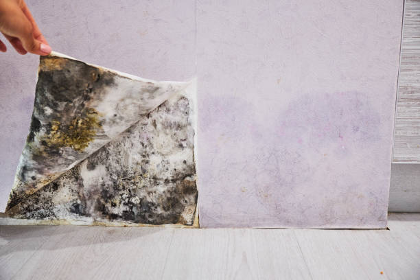 Best Residential Mold Remediation in Middlebranch, OH